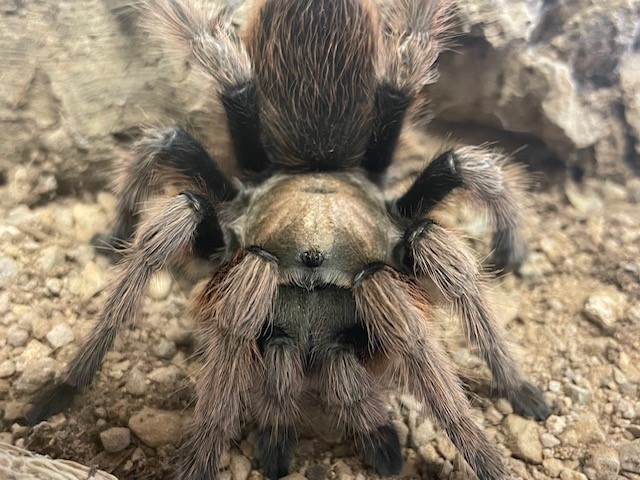 A close-up shot of a desert hairy scorpion (Hadrurus arizonensis) crawling on the sand, showcasing its size and hairy texture, an adaptation to sense vibrations in the desert environment.