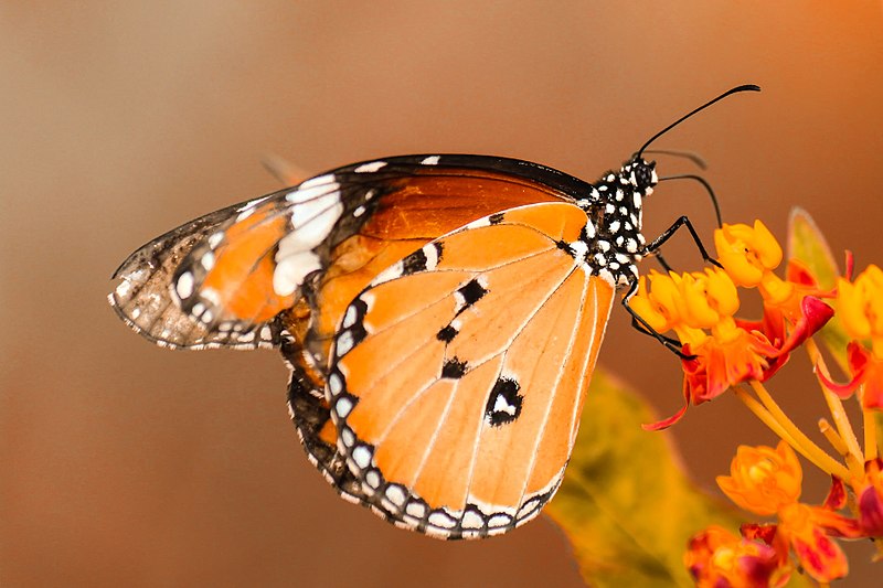 7 Easy Ways to Make Your Garden More Pollinator...