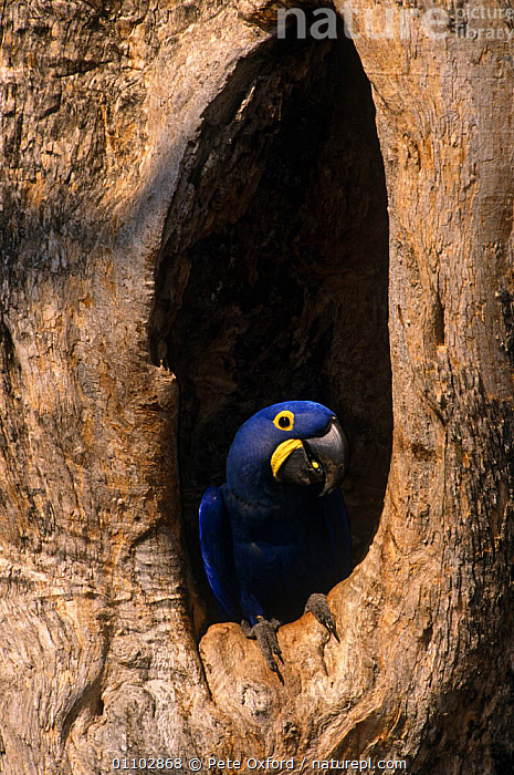 # Pantanal Photography Tour: Capturing Avian Wonde...
