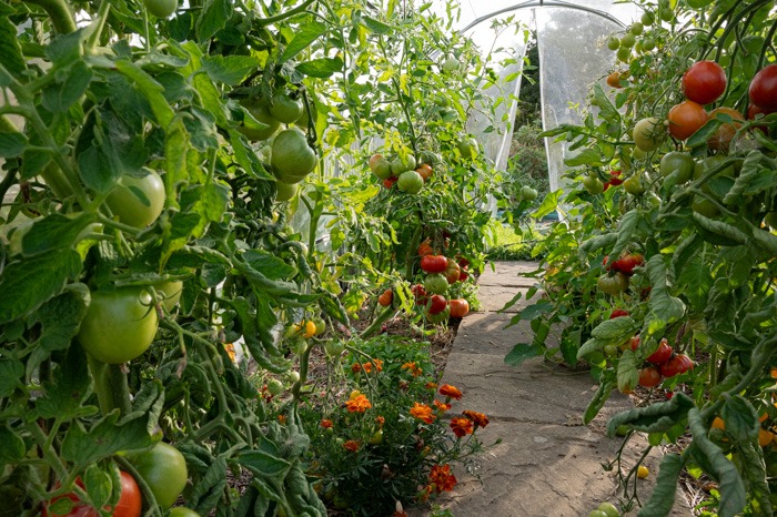 Fresh Tomatoes