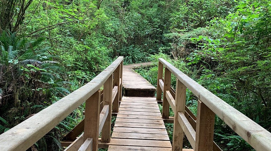 A Dungeness crab being pulled from a pot on the beach