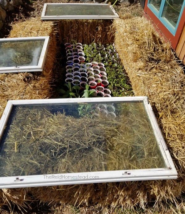 Image of cold frame built with straw bales and a window on top