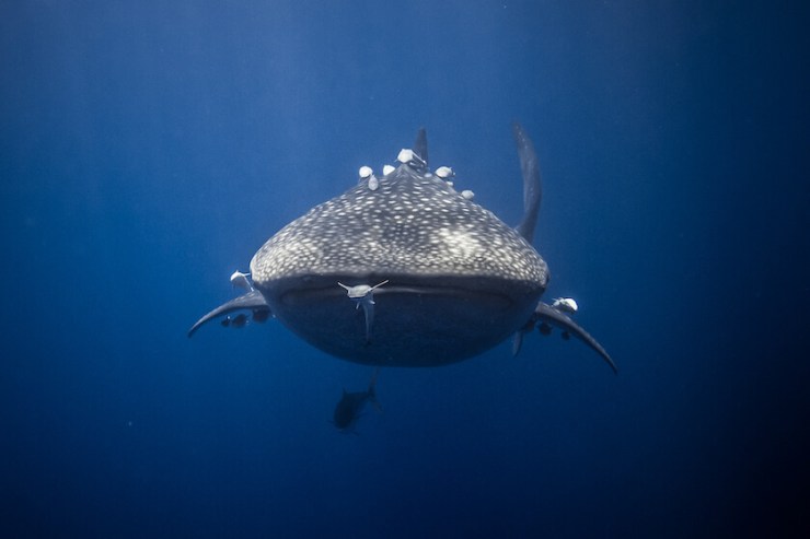 Diving at Tanjona Fanihy reveals the incredible biodiversity of Nosy Be's reefs.