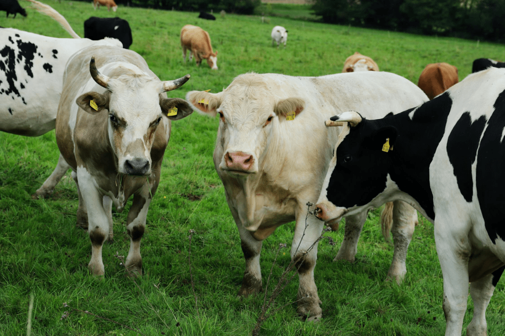 Regenerative Grazing to Your Table: Sourcing Et...