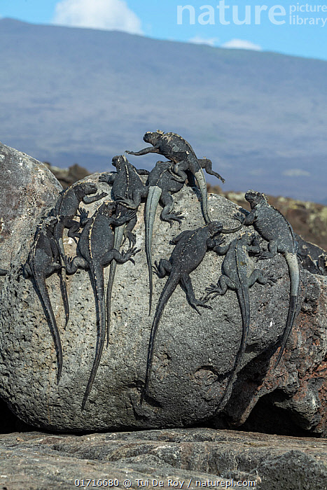 # Galapagos Unveiled: A Marine Biologist's Journey...