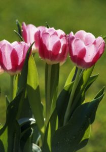timeline graphic flowers blooming across seasons