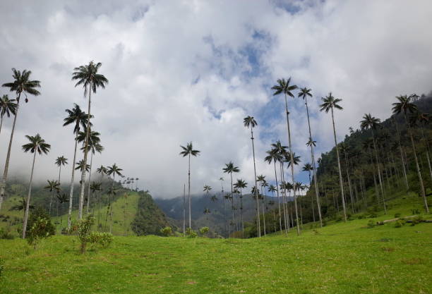 Cocora Valley, Colombia