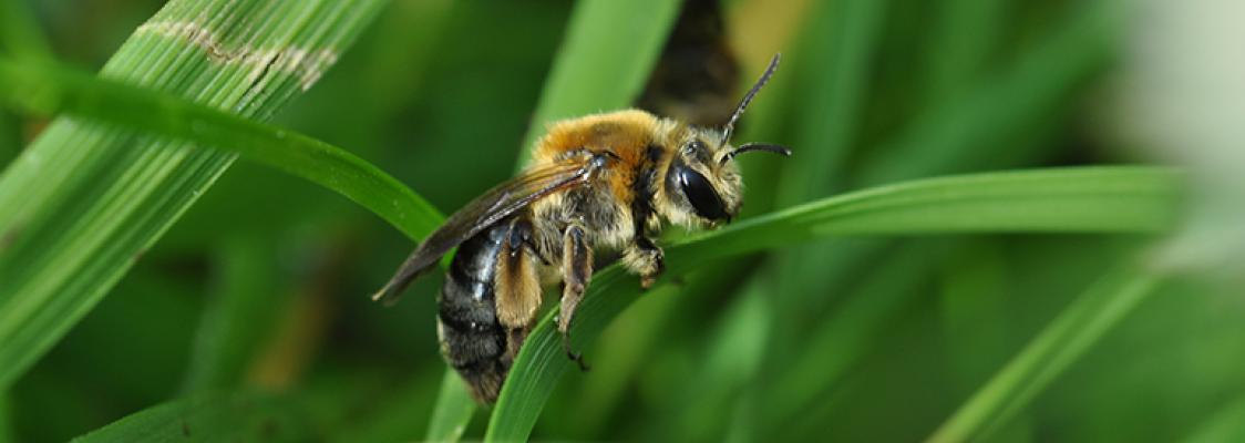 A diverse group of wild bees