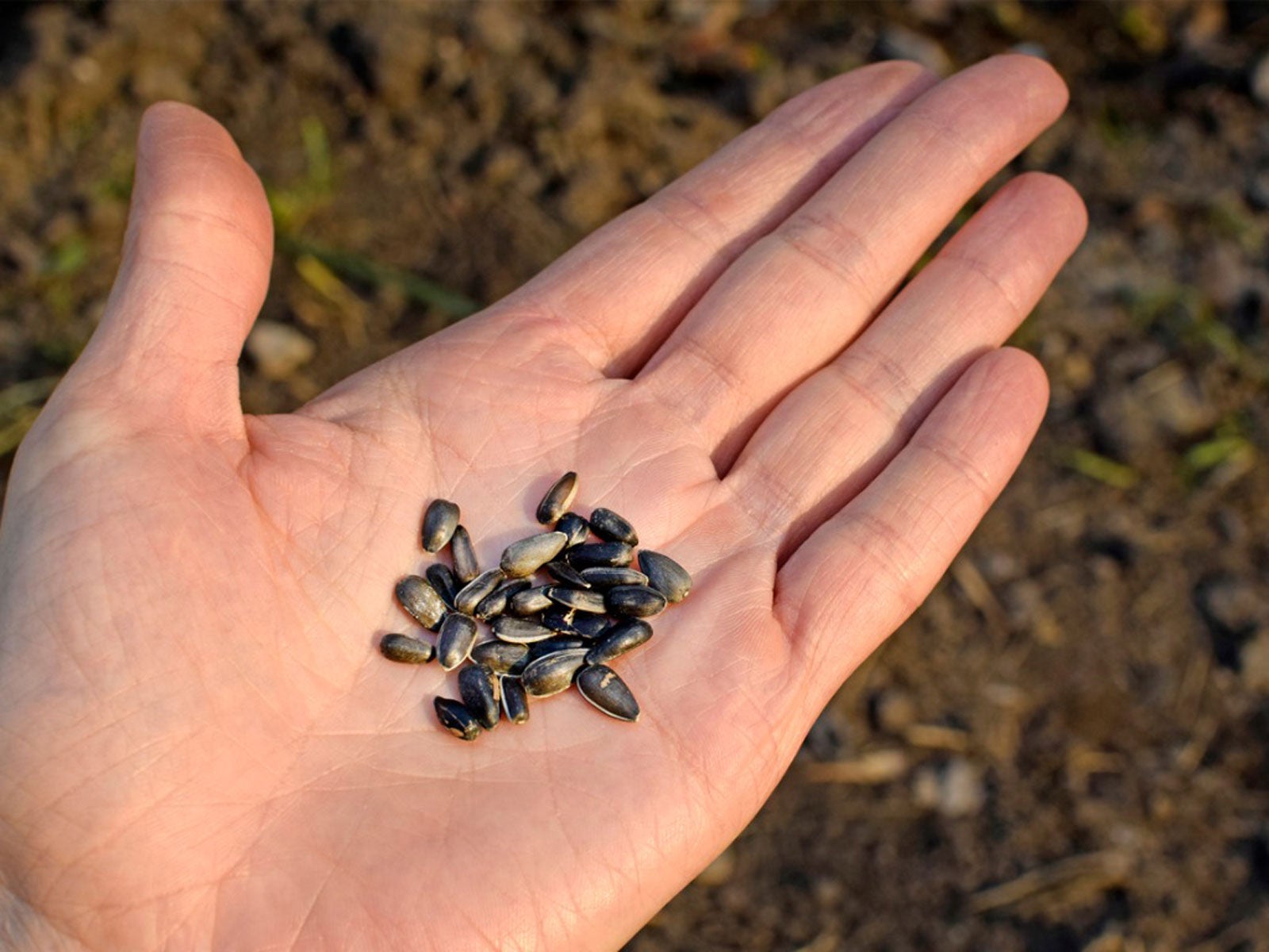 Hands exchanging seeds from one palm to another