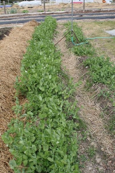 Extend Your Harvest: 5 Budget-Friendly Season Exte...