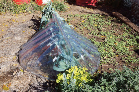 Cold frame with a window lid