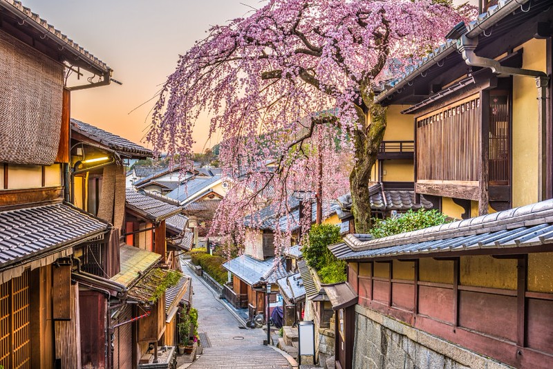 Kyoto cherry blossoms