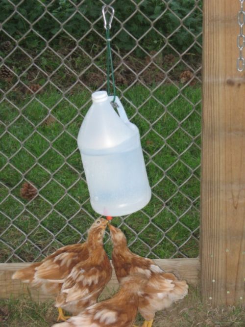 Chicken Waterer No Nipple