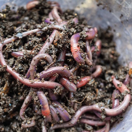 Worm Power: How to Build a Simple Worm Composti...