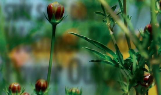 Beyond the Buzz: A Year-Round Wildflower Meadow...