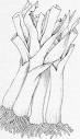 Hand holding marigold head close-up
