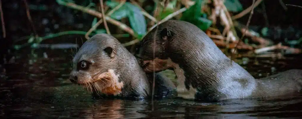 # Yasuní National Park Tours: A Conservationist's...