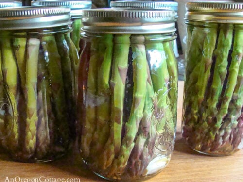 Jars of Pickled Asparagus