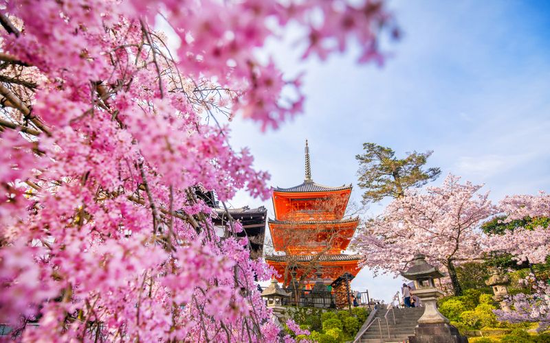 Kiyomizu-dera Temple illuminated at night, showcasing the vibrant colors and the stunning architecture, with a focus on the illuminated cherry tree.