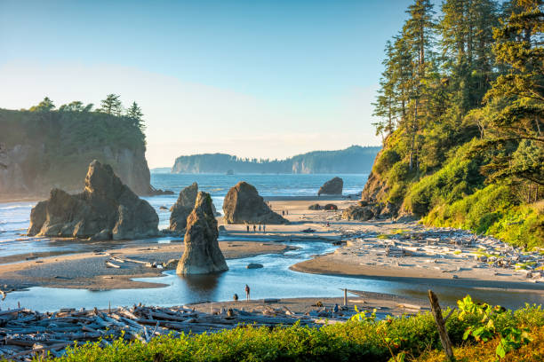 # Discovering Olympic National Park: A Wildlife Ph...