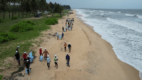 Olive Ridley sea turtles nesting on Ostional beach