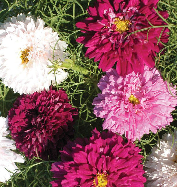Unleash Flavor and Beauty: A Homestead Guide to...