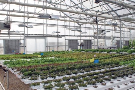 a garden with herbs and fresh soil