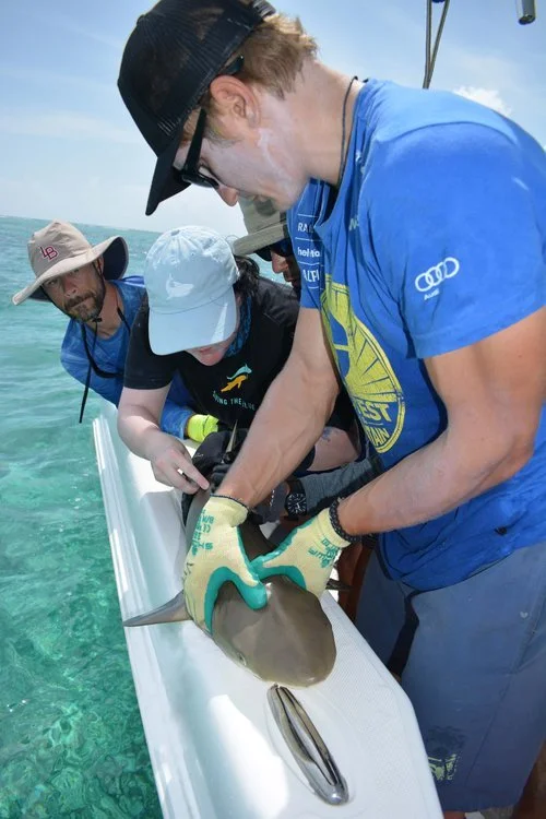 Families tagging sharks with Island School in the Bahamas