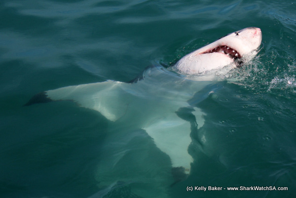 Sustainable Exploration with 'The World' Residences