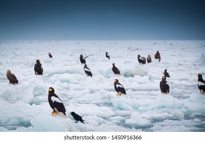 A wildlife photographer capturing a shot of a Steller's sea eagle perched on a snow-covered branch in Shiretoko National Park, with soft, diffused light creating a serene and picturesque scene.