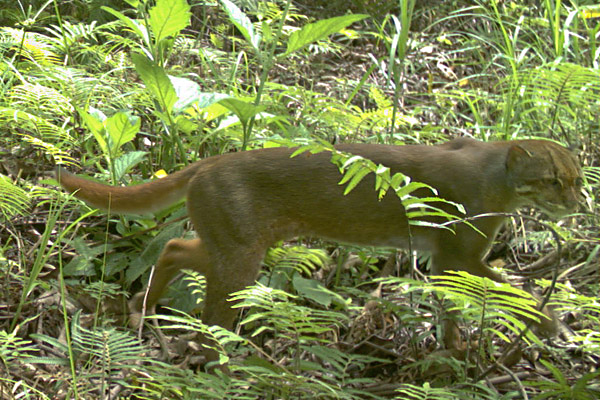 Hinava dish prepared at Danum Valley Field Centre