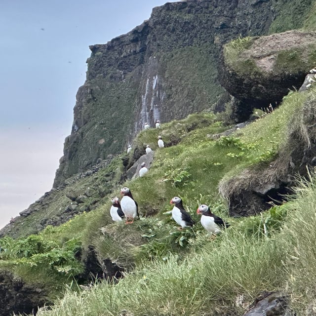 Skerpikjøt: Wind-dried mutton hung for months in the open air, a Faroese delicacy.