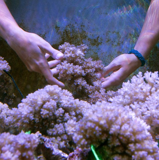 # The Brando: A Marine Biologist's Perspective on...