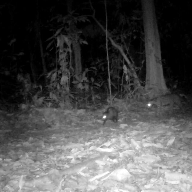 A shallow depth of field portrait of a vibrant Amazonian bird with a beautiful bokeh background, showcasing the delicate details and colorful plumage of the bird.