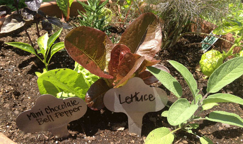 comparison plant health before after compost tea