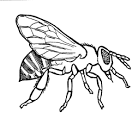 Honeybee other native bees comparison graphic