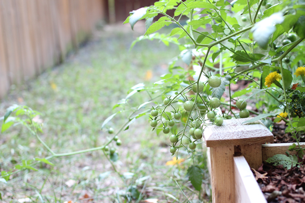 Close-up of ripe cherry tomatoes on the vine