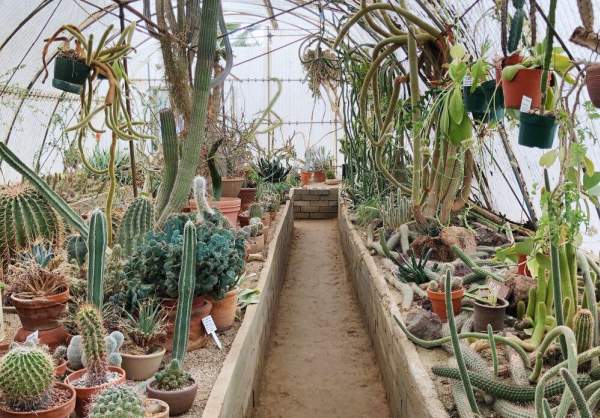 Close-up of a Kanab ambersnail on a vibrant green leaf, showcasing its delicate features