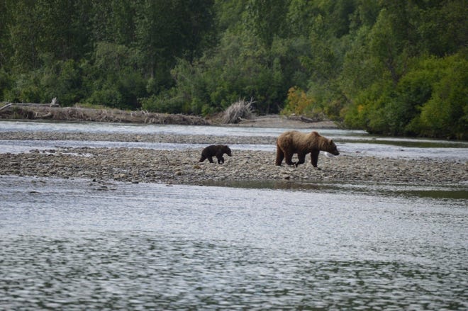 # Grizzly Encounters & Glacial Gems: A Solo Photog...