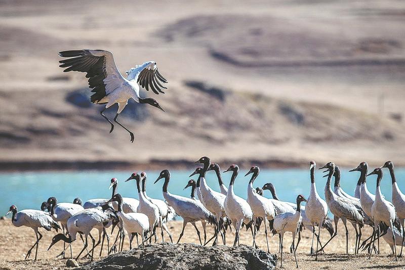 Black-necked cranes in Phobjikha Valley