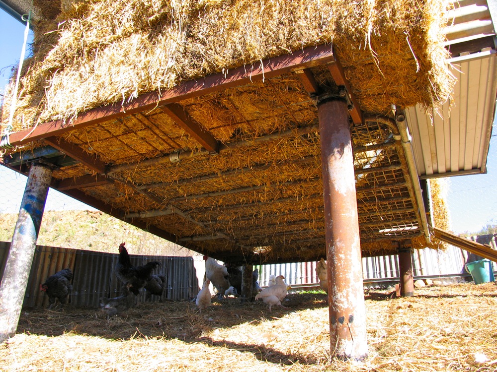 deep bedding chicken coop straw wood shavings