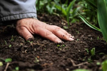 Person digging fermented bokashi into garden