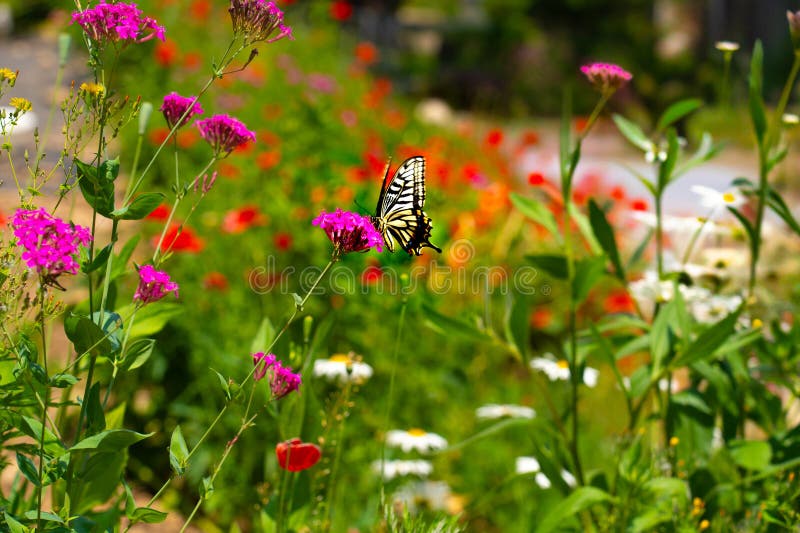 Butterfly sipping water shallow dish stones