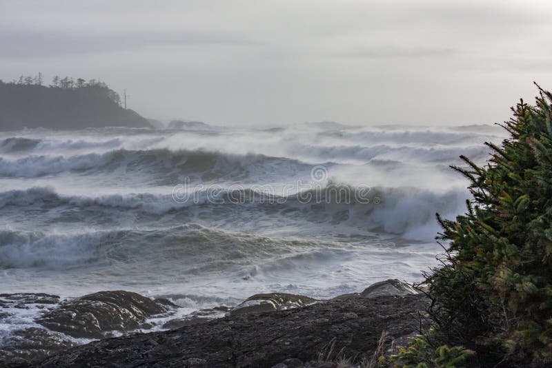 A selection of Vancouver Island craft beers