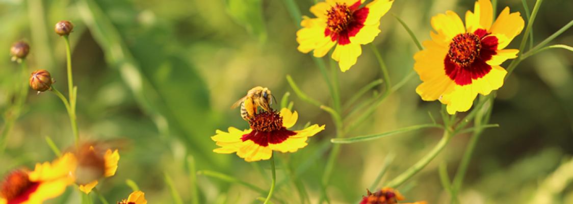 Buzzing with Beauty: Transforming Your Southeas...