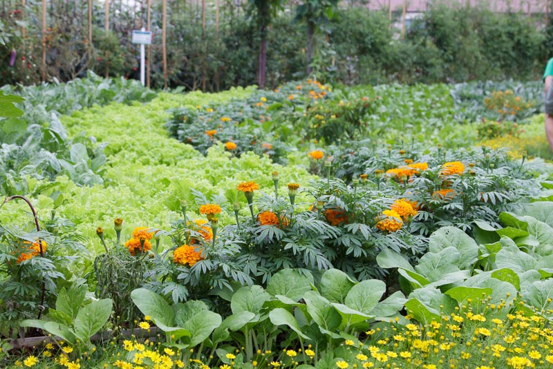 Squash Bug SOS: Companion Planting and Organic P...