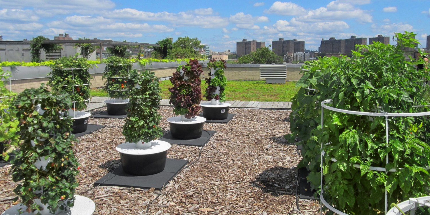 close-up green roof pollinators flowers