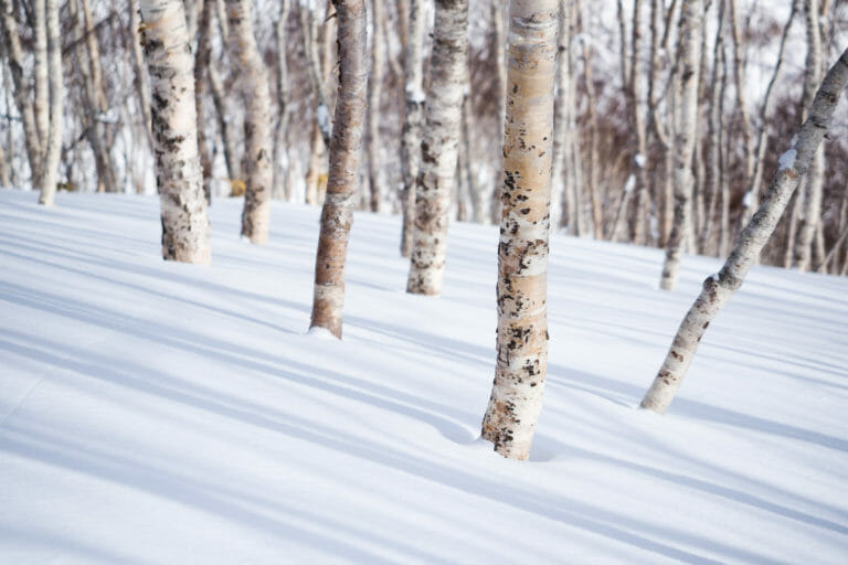 Snowshoeing through a snowy forest towards Yukoro Onsen in Niseko.