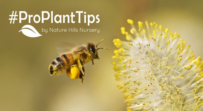 variety native plant species close-up