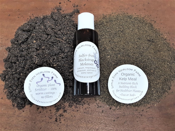Mycorrhizae